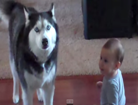 A kutya és a gyerek beszélgetése videó