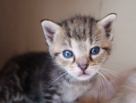 Aranyos bébi cicák videó