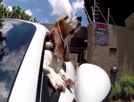 Autóban utazás kutyás videó