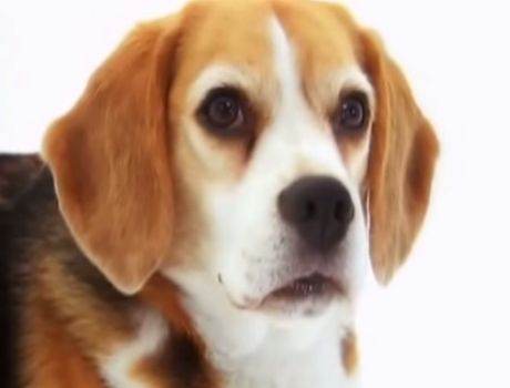 Beagle története kutyás videó