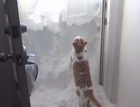 Cica a hóban videó
