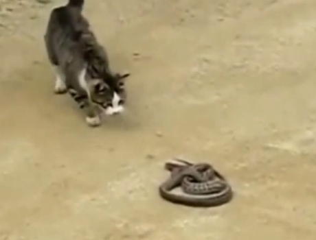 Cica és a kígyó