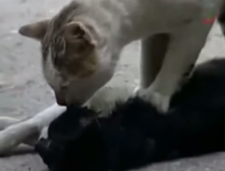 Cica és halott társa cicás videó