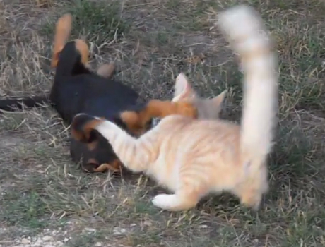 Cica kutya játék cicás videó