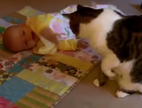 Cicák és babák videó