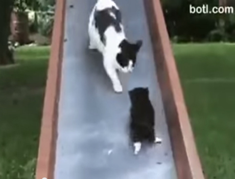 Csuszdázó macskák cicás videó