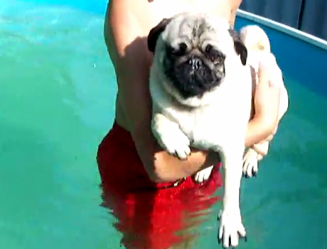 Egy mopsz kutya úszása