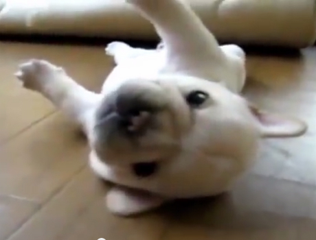 Funny Dog kutyás videó