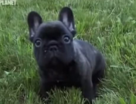 Francia bulldog kutyás videó
