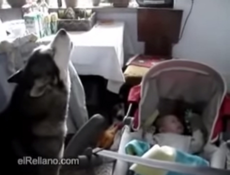 Kutya altatja a babát videó