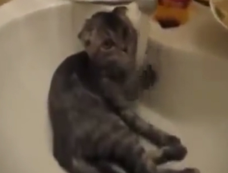 Macska és a víz
