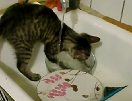 Mosogatós cica videó