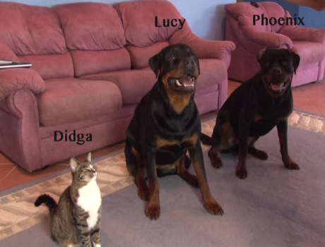 Okos kutyák + egy cica videó