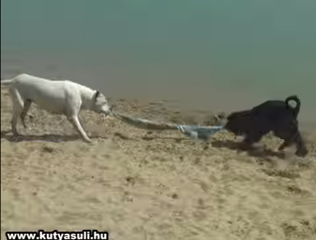 Strandoló kutyák videó