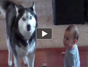 A kutya és a gyerek beszélgetése videó