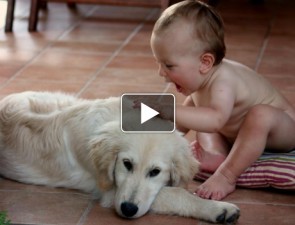 Kutya baba barátság videó