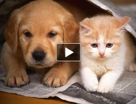 Kutya és cica videó