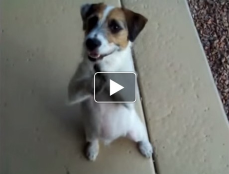 okos kutya videó
