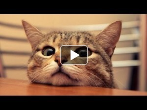 Vicces cica videó garantált nevetéssel