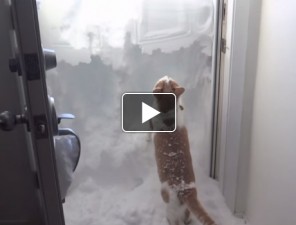 Cica a hóban videó