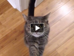 Egy cica napja videó
