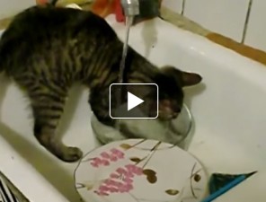 Mosogatós cica videó