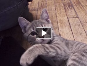Támadós cica videó