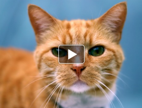 Játékos cicák videó